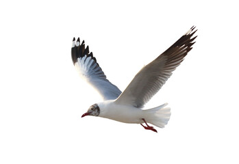 Beautiful seagull flying isolated on transparent background.	
