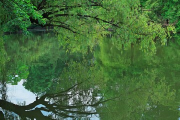 水面に映る新緑
