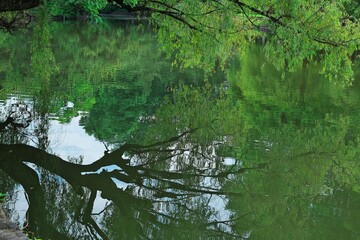 水面に映る新緑