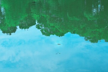 新緑と水面に映るアメンボ