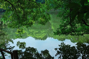 水面に映る新緑