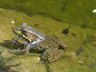 Frog sitting in a pond