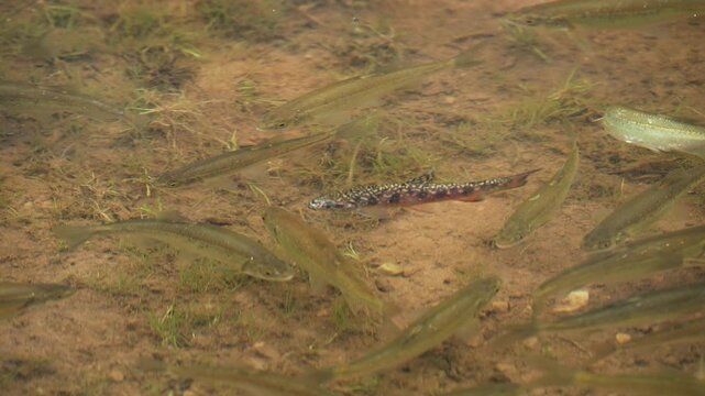Brook Trout fingerling swimming with other minnows in Utah in the Uinta Mountains.