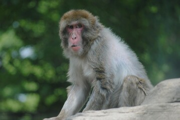 Japanese macaque looking straight