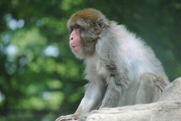 Japanese macaque