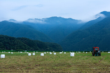 The beautiful bales ensilage wrapped in whte polyethylene in the green field.