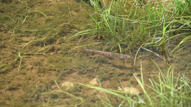 Close up view of Brook Trout fingerling swimming in the shallows of Lost Lake in the Uinta Mountains.