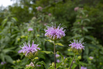 Fototapeta premium Full frame abstract texture background of blooming wild bergamot (monarda fistulosa) flowers in a summer garden