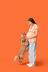 Beautiful young pregnant woman with cute Cocker Spaniel dog on orange background