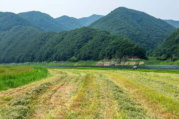 The beautiful green field on summer.  © Chongbum Thomas Park