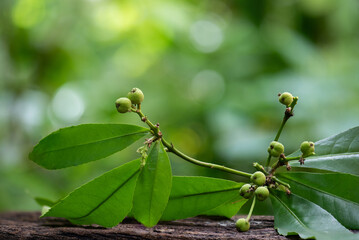 Thai croton tree ,fruits and flowers on natural background.