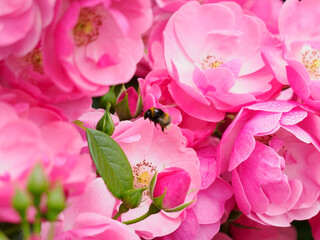 花粉を集める蜂