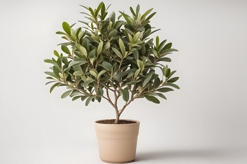 Bay tree plant in pot plain background, AI Generated