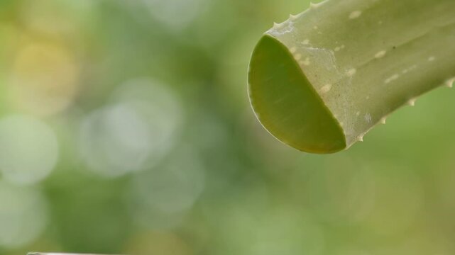 Aloe vera yellow latex are anthraquinone group substances such as aloin, barbaloin (aloe-emodin), chrysophanic acid on natural background.