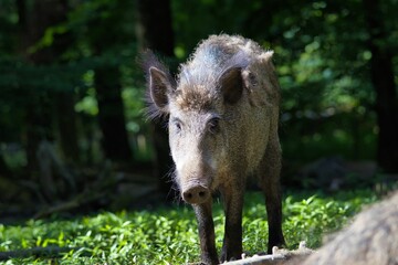 Wild boar standing in a forest clearing with sunlight filtering through the trees