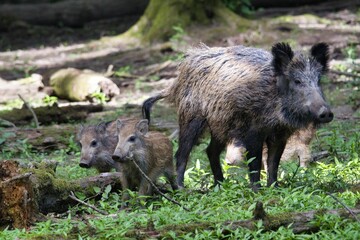 Wild boar with two piglets in a forested area with greenery and fallen logs