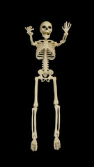 Scary skeleton isolated on black background.