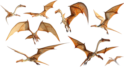 Set of pterodactyls isolated on white background.