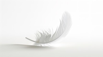 Obraz premium Beautiful sketching white feather on white background