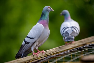 Pigeons perched on a wooden beam with a blurred green background