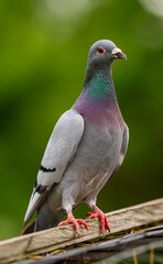 Obraz premium Vertical close-up of a pigeon perched on a wooden beam with a green blurred background