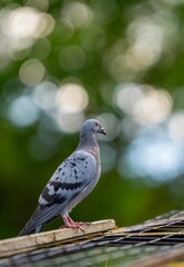 Obraz premium Close-up shot of a pigeon perched on a wooden fence with a blurred green background