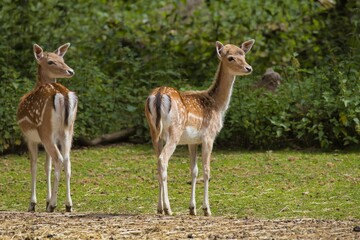 Young deer standing on a grassy field with a lush green forest in the background