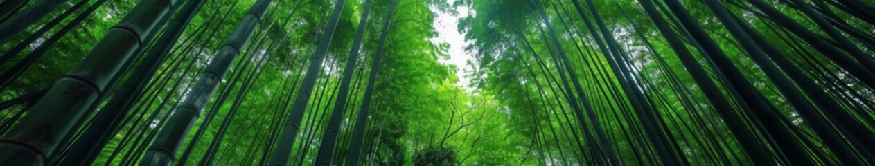 Fototapeta premium Serene Bamboo Grove: A Tranquil Backdrop of Nature's Harmony in a Lush Bamboo Forest, Evoking Peace and Connection with the Earth.