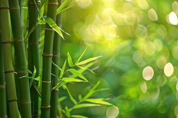 Obraz premium Serene Bamboo Grove: A Tranquil Backdrop of Nature's Harmony in a Lush Bamboo Forest, Evoking Peace and Connection with the Earth.