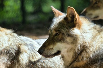 Obraz premium Close-up of a wolf in natural habitat with blurred background