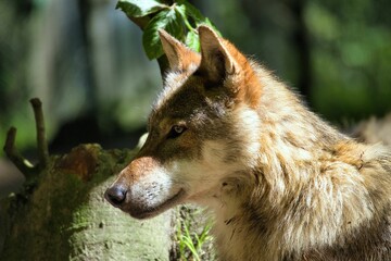 Close-up of a wolf in a forest with sunlight highlighting its fur
