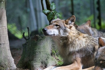 Close-up of a wolf resting in a forested area with natural sunlight filtering through the trees