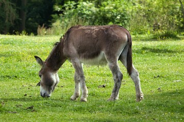 Donkey grazing on a green meadow with trees in the background on a sunny day
