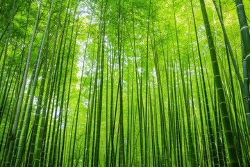 Fototapeta premium Serene Bamboo Grove: A Tranquil Backdrop of Nature's Harmony in a Lush Bamboo Forest, Evoking Peace and Connection with the Earth.