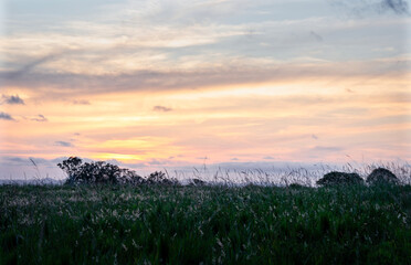 sunset in the field