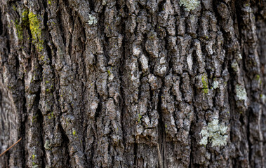Fototapeta premium bark of a tree