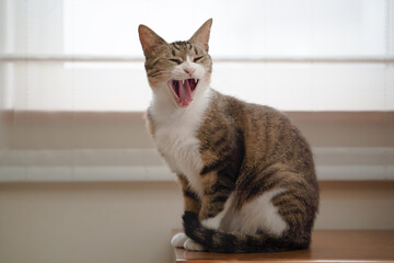 あくびをする猫