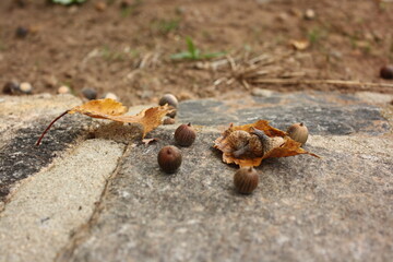 Macro nature