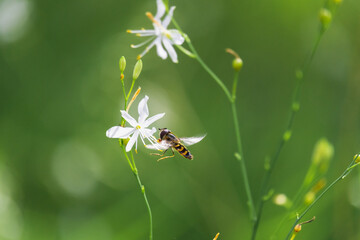 Hoverfly, syrphidae insect sitting on st bernard's lily flower. Animal, nature background