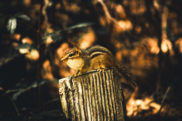 Chipmunk On  A Log