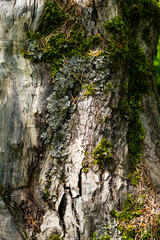 Tree bark texture covered with moss and lichens.