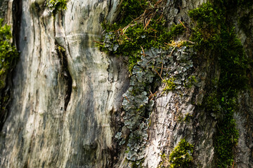 Tree bark texture covered with moss and lichens.