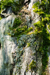 Tree bark texture covered with moss and lichens.