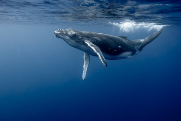 Young Humpack Whale Playing underwater High Quality © Jonas