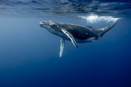 Young Humpack Whale Playing underwater High Quality