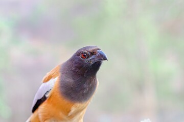closeup of a rufous treepie