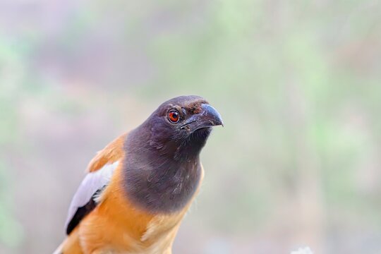 closeup of a rufous treepie