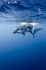 Young Humpack Whale Playing underwater High Quality © Jonas