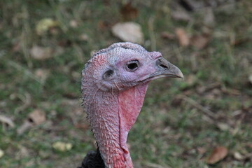 Closeup Of A Turkey, Fort Edmonton Park, Edmonton, Alberta