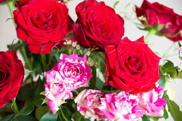 カラフルな薔薇